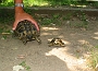 0317 schildpadden